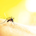IPPF and Durex Join Forces to Raise Awareness of Zika as an STI